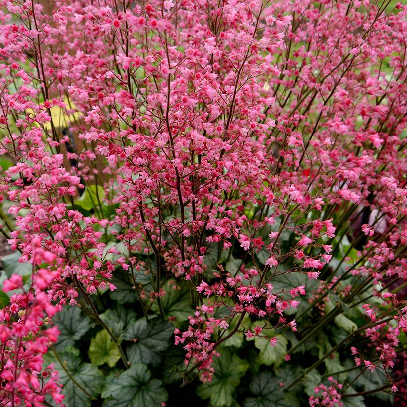 Tarhakeijunkukka Flower Power (Kasvutapa)