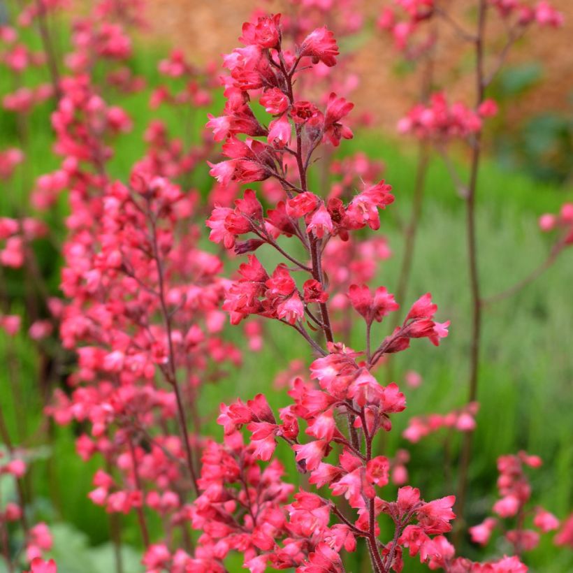 Tarhakeijunkukka Flower Power (Kukinta)