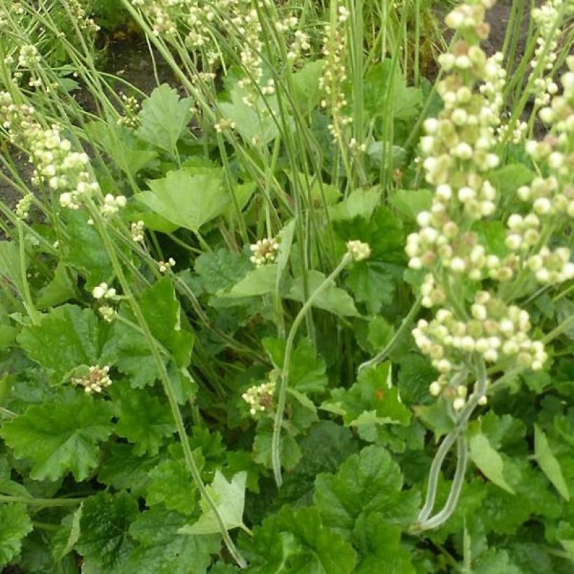 Keijunkukka Green Ivory (Lehvistö)