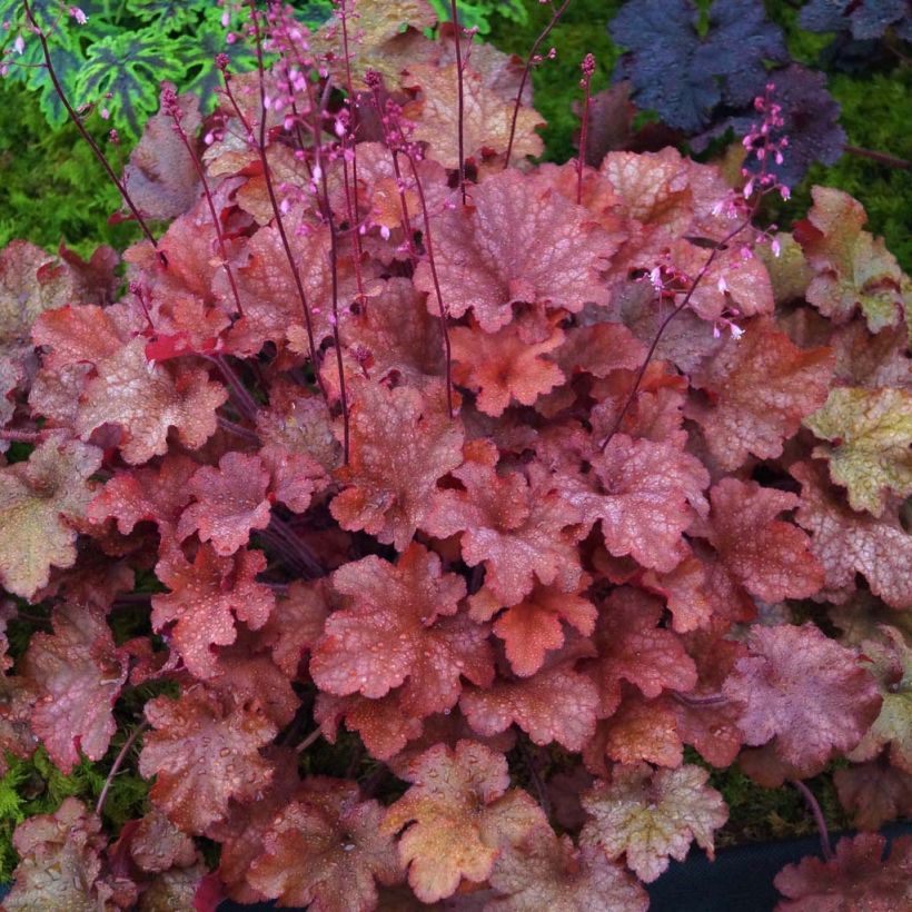 Tarhakeijunkukka Indian Summer (Lehvistö)