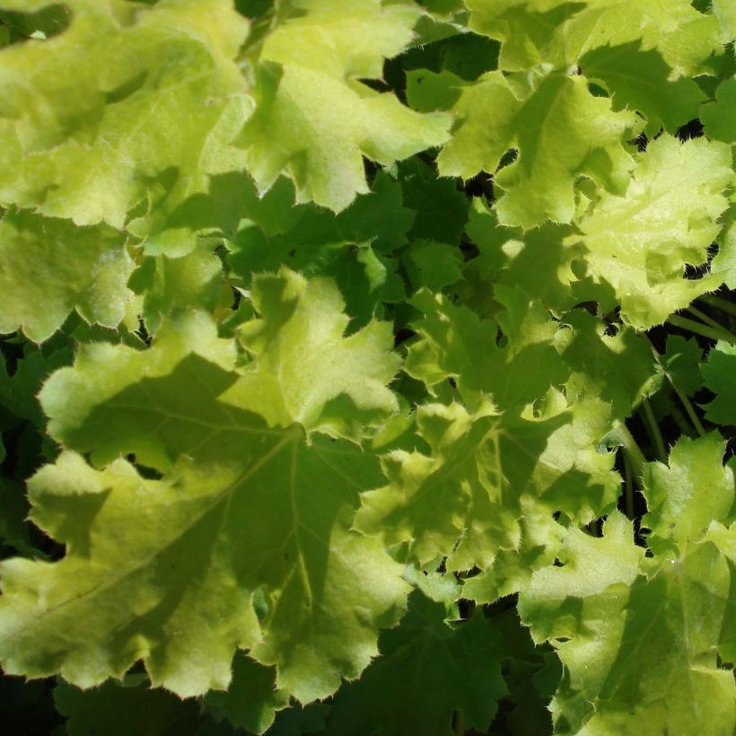 Tarhakeijunkukka Lime Rickey (Lehvistö)