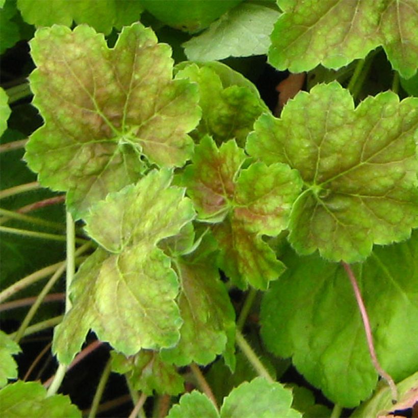 Tarhakeijunkukka Miracle (Lehvistö)