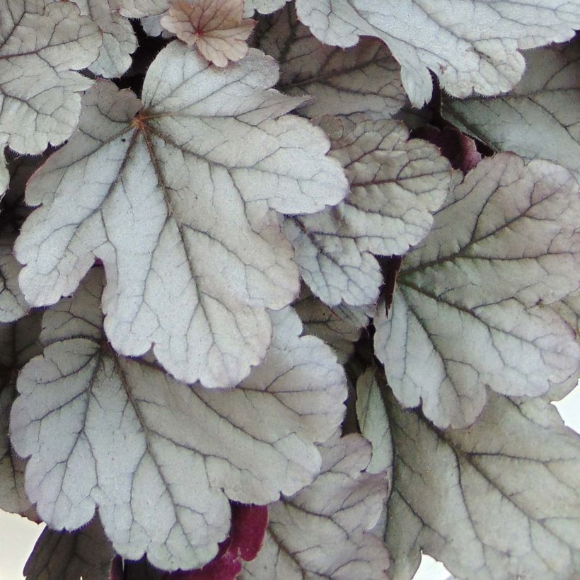 Tarhakeijunkukka Silver Gumdrop (Lehvistö)