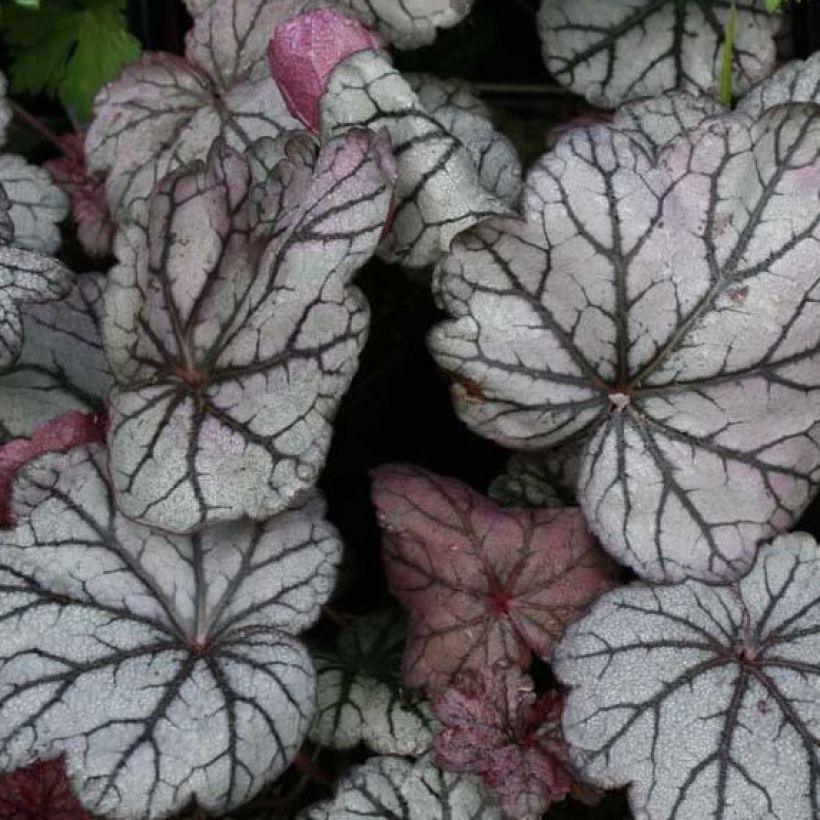 Tarhakeijunkukka Sugar Plum (Lehvistö)
