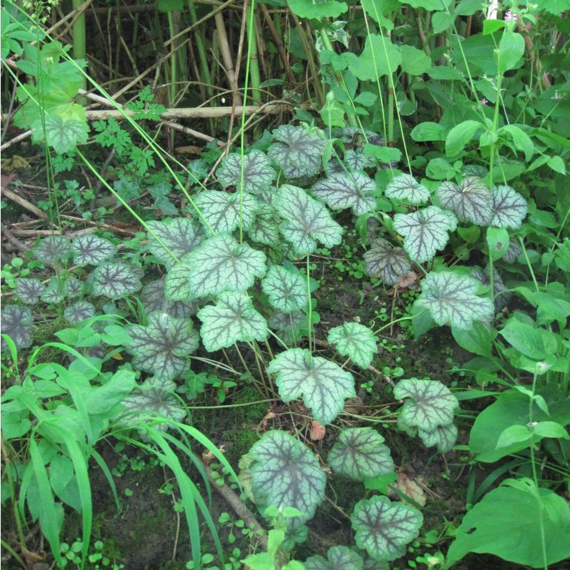 Amerikankeijunkukka Dale s Strain (Kasvutapa)