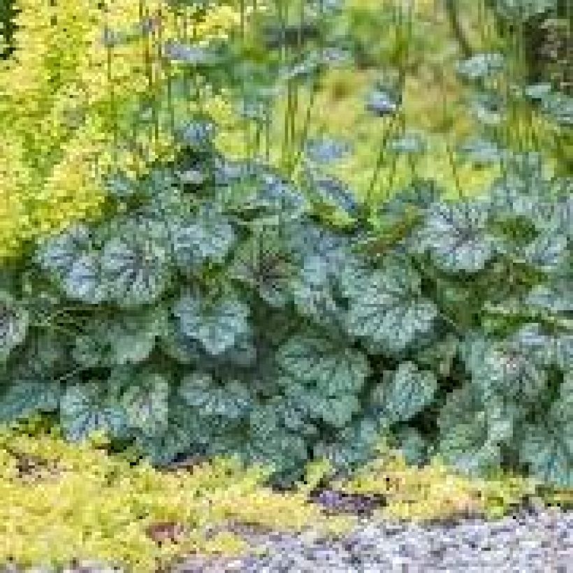 Tarhakeijunkukka Green Spice (Kasvutapa)