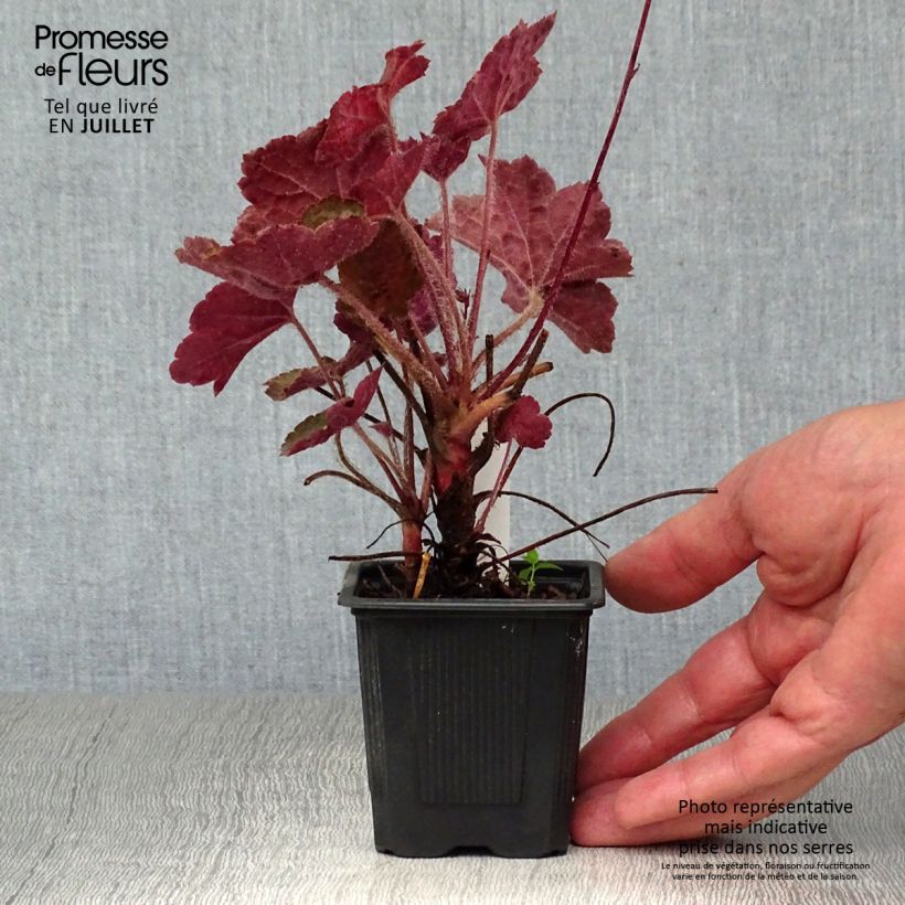 Esimerkki kesällä toimitetusta Harsokeijunkukka Palace Purple Taimiruukku 7/8 cm-taimesta