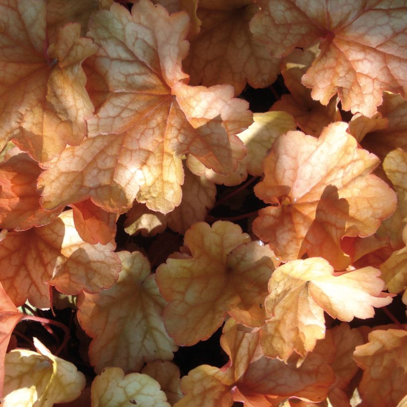 Tarhakeijunkukka Paprika (Lehvistö)