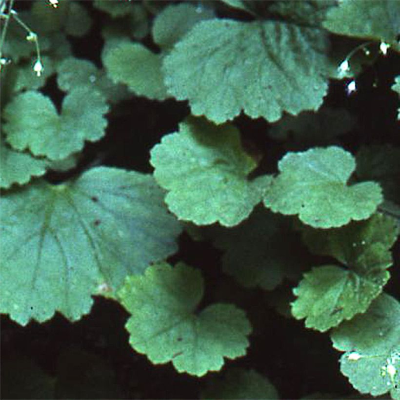 Tarhakeijunkukka - Heuchera parvifolia var. nivalis (Lehvistö)