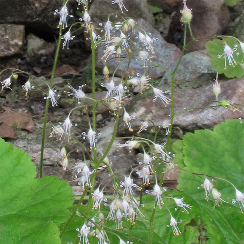 Tarhakeijunkukka - Heuchera parvifolia var. nivalis (Kukinta)