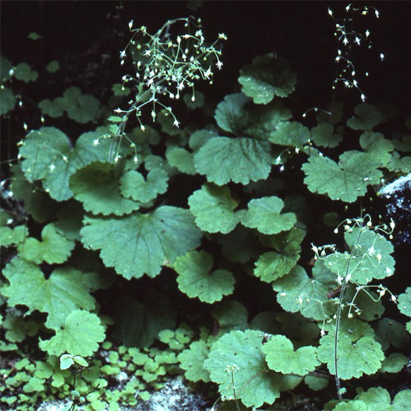 Tarhakeijunkukka - Heuchera parvifolia var. nivalis (Kasvutapa)