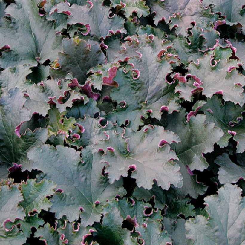 Tarhakeijunkukka Purple Petticoats (Lehvistö)