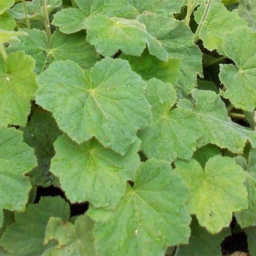 Nukkakeijunkukka - Heuchera villosa var macrorrhiza (Lehvistö)