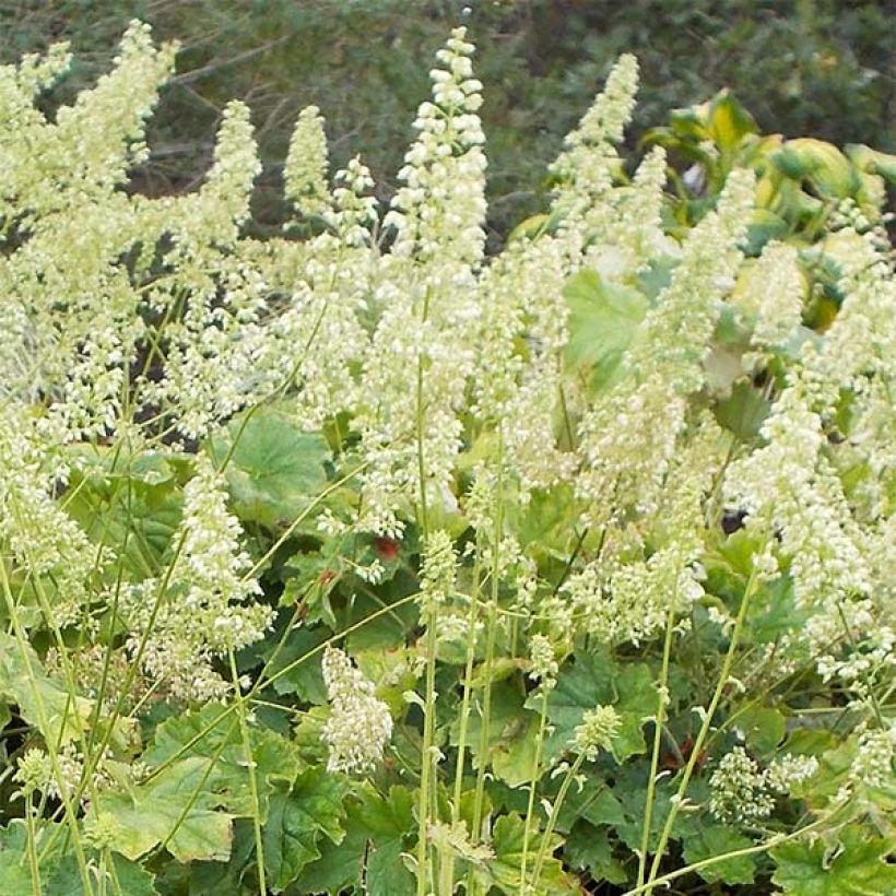 Nukkakeijunkukka - Heuchera villosa var macrorrhiza (Kukinta)