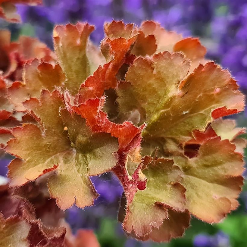 Tarhakeijunkukka Frilly (Lehvistö)