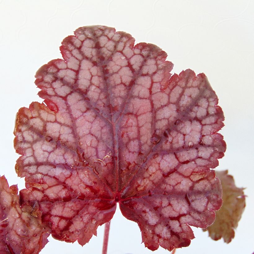 Tarhakeijunkukka Amethyst Myst (Lehvistö)