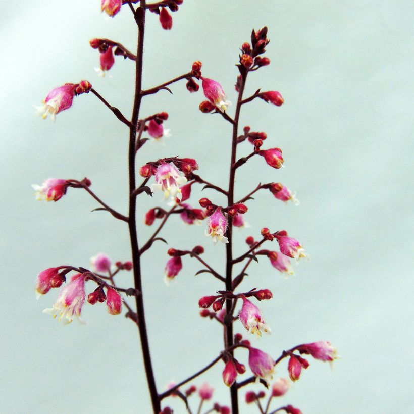 Tarhakeijunkukka Beaujolais (Kukinta)