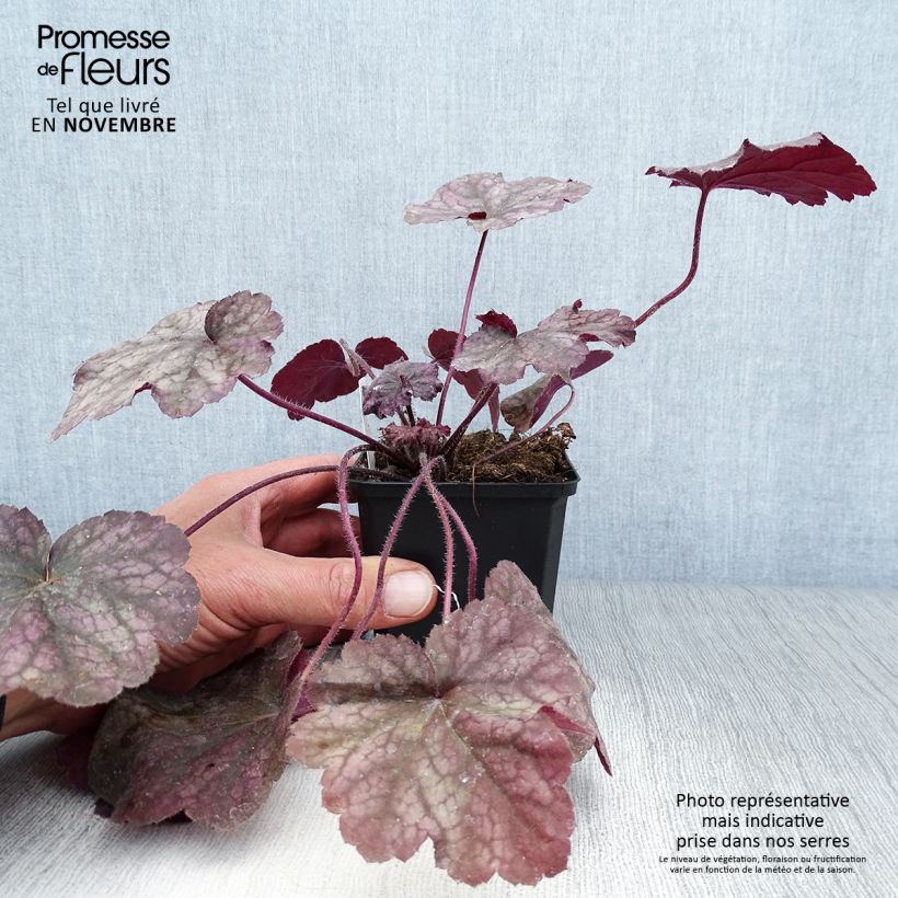 Esimerkki syksyllä toimitetusta Tarhakeijunkukka Beaujolais 8/9 cm taimiruukku-taimesta