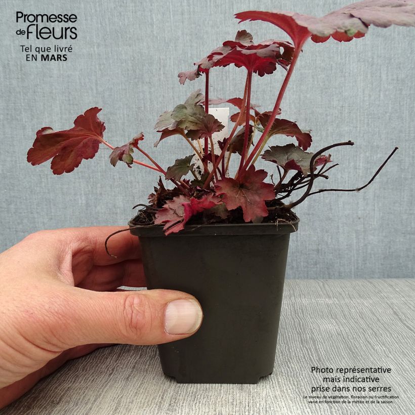 Esimerkki keväällä toimitetusta Tarhakeijunkukka Bella Notte Taimiruukku 8/9 cm-taimesta