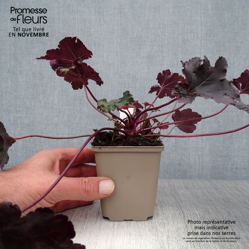 Esimerkki syksyllä toimitetusta Tarhakeijunkukka Black Pearl 8/9 cm taimiruukku-taimesta