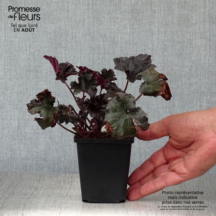 Esimerkki kesällä toimitetusta Tarhakeijunkukka Black Pearl Godet de 8/9 cm-taimesta
