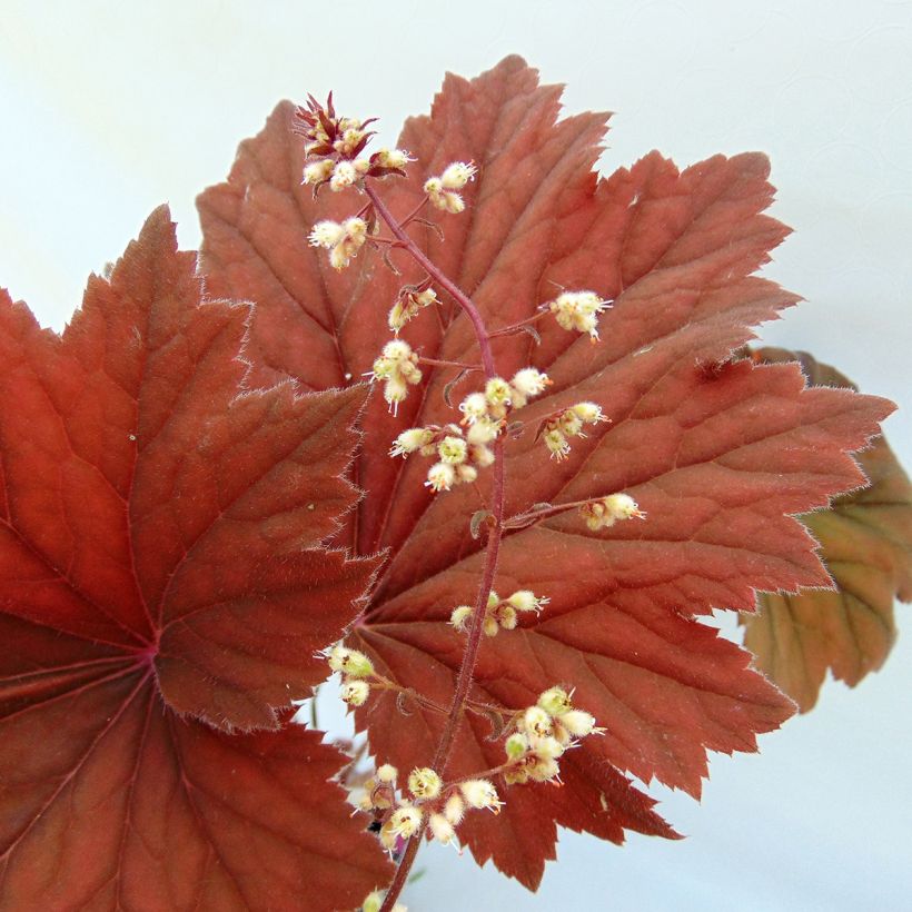 Purppurakeijunkukka Bronze Beauty (Kukinta)