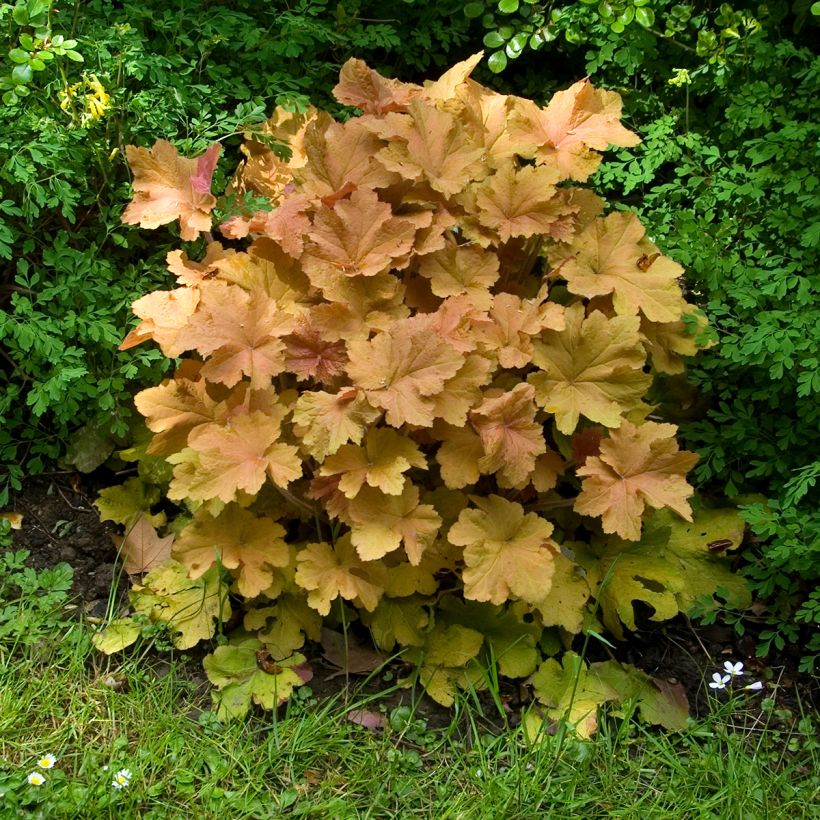 Tarhakeijunkukka Caramel (Kasvutapa)