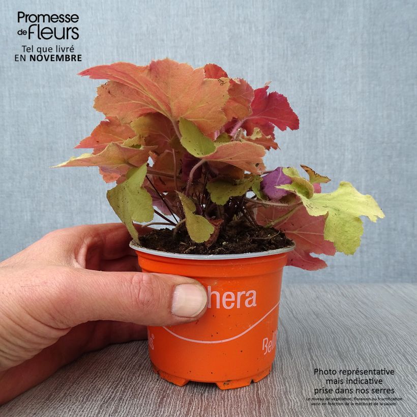 Esimerkki syksyllä toimitetusta Tarhakeijunkukka Caramel 8/9 cm taimiruukku-taimesta