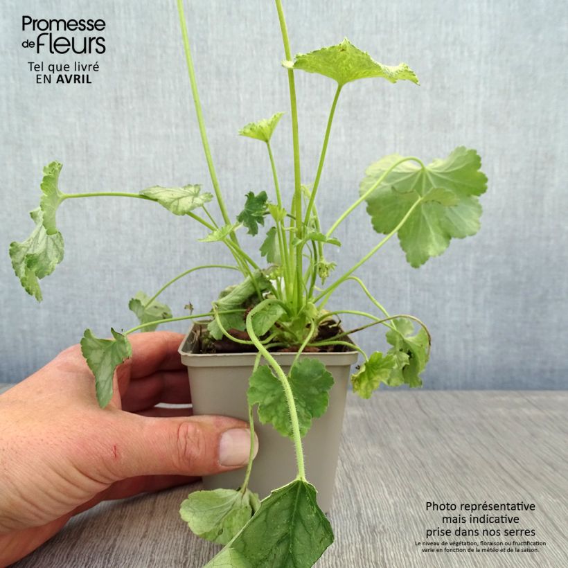 Esimerkki keväällä toimitetusta Tarhakeijunkukka Flower Power Godet de 8/9 cm-taimesta