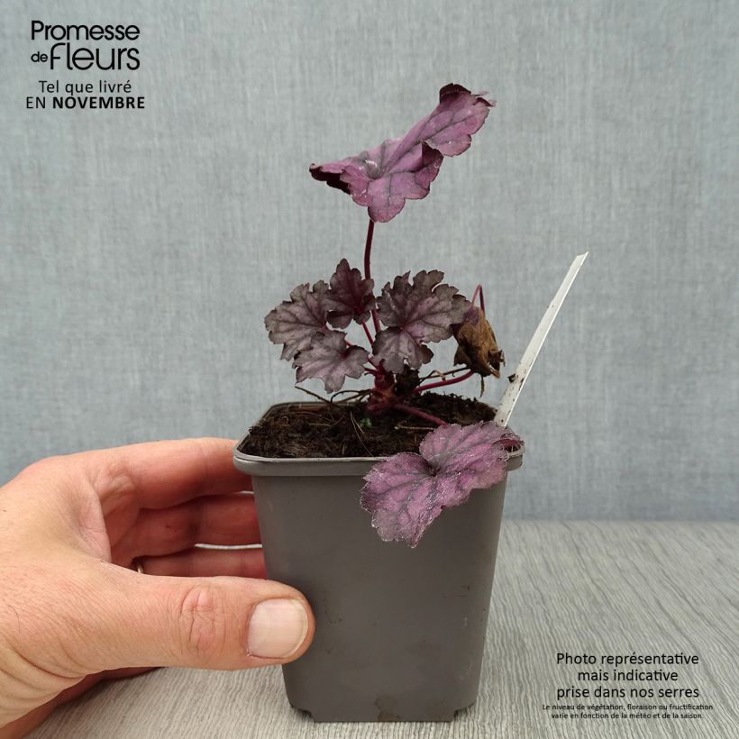 Esimerkki syksyllä toimitetusta Keijunkukka Forever Purple 8/9 cm taimiruukku-taimesta
