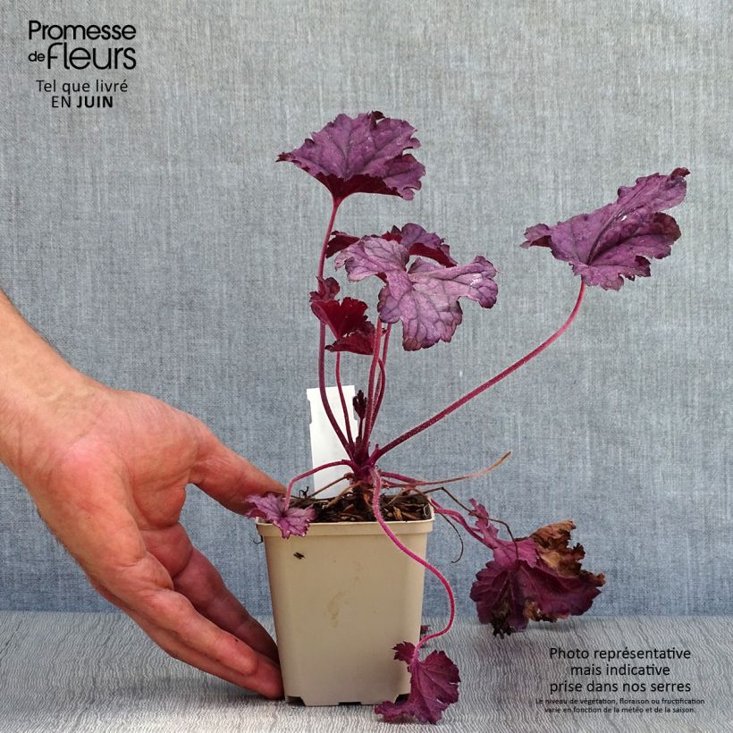 Esimerkki kesällä toimitetusta Keijunkukka Forever Purple Taimiruukku 8/9 cm-taimesta