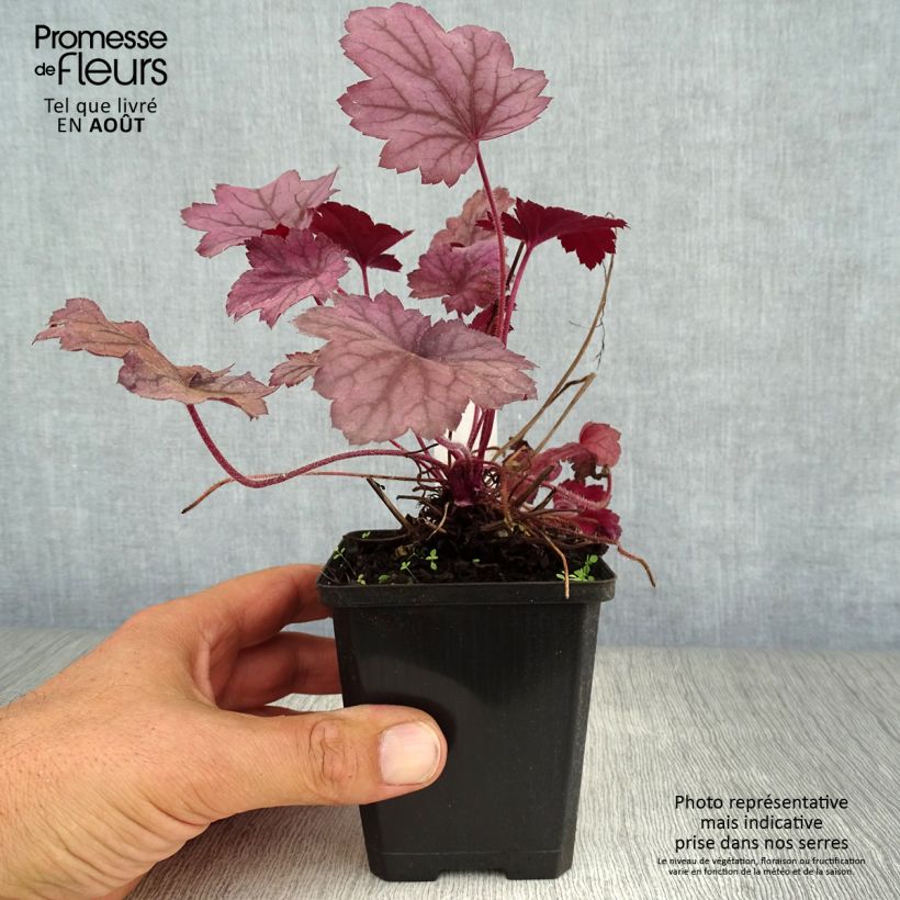 Esimerkki kesällä toimitetusta Tarhakeijunkukka Georgia Plum Godet de 8/9 cm-taimesta