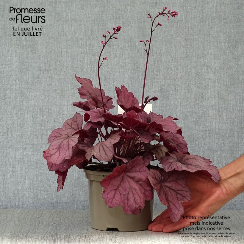 Esimerkki kesällä toimitetusta Tarhakeijunkukka Georgia Plum Pot de 2L/3L-taimesta