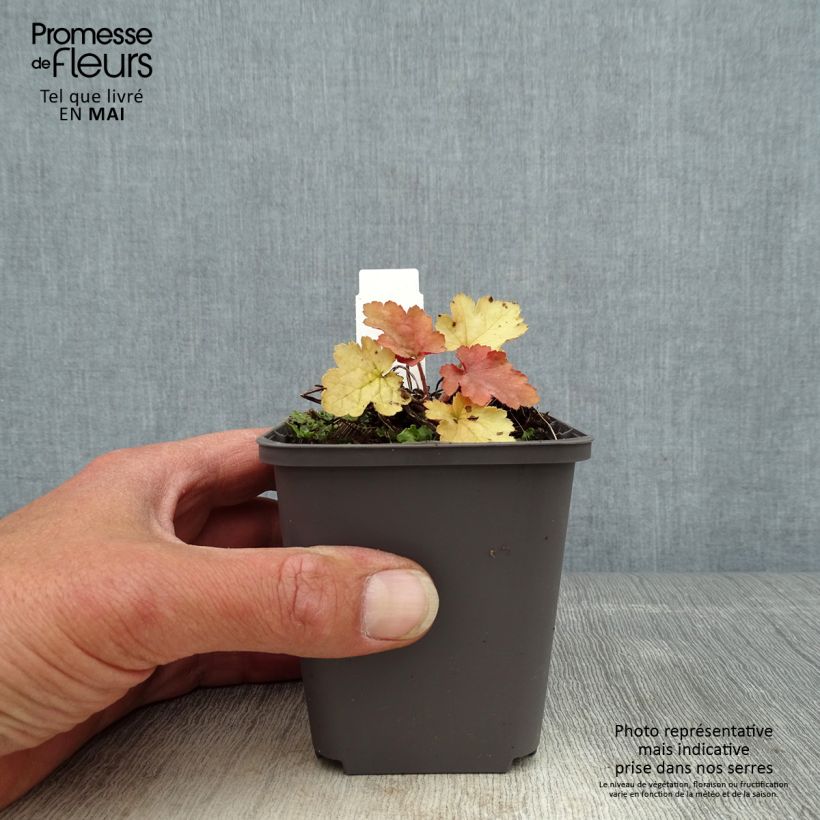 Esimerkki keväällä toimitetusta Tarhakeijunkukka Ginger Peach Taimiruukku 8/9 cm-taimesta