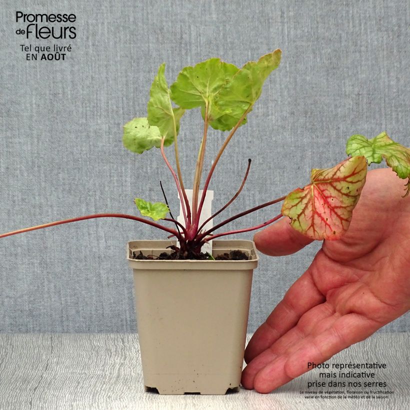 Esimerkki kesällä toimitetusta Tarhakeijunkukka Green Spice Taimiruukku 8/9 cm-taimesta