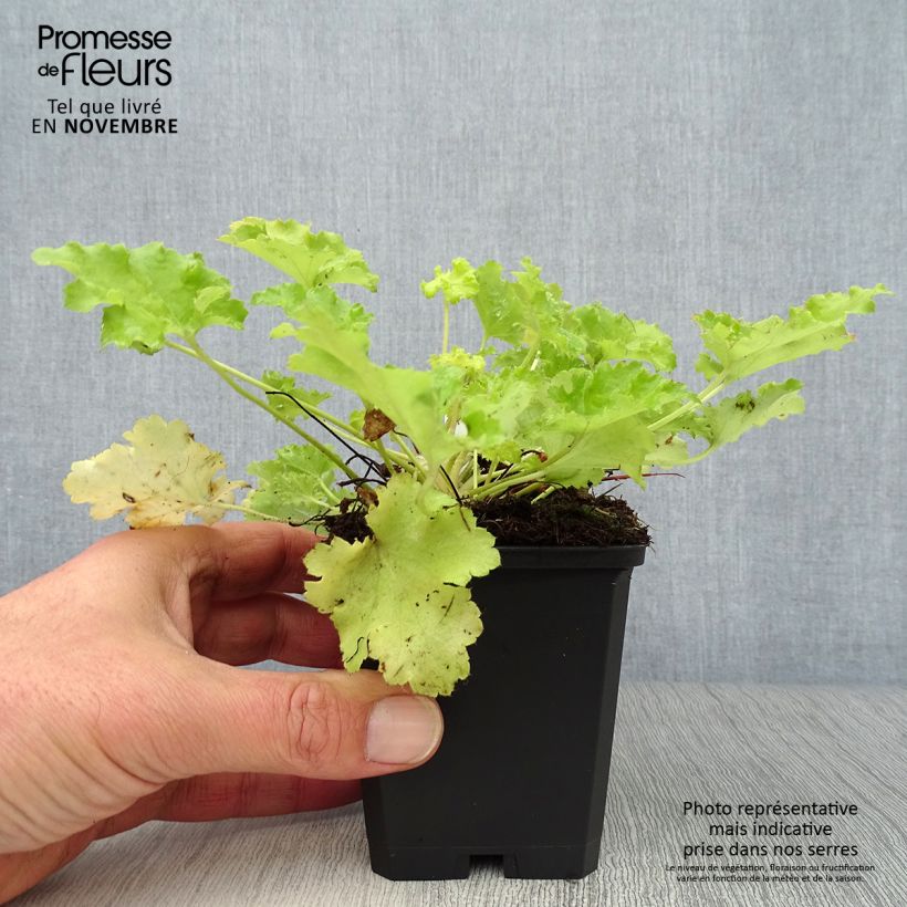 Esimerkki syksyllä toimitetusta Tarhakeijunkukka Lime Rickey 8/9 cm taimiruukku-taimesta