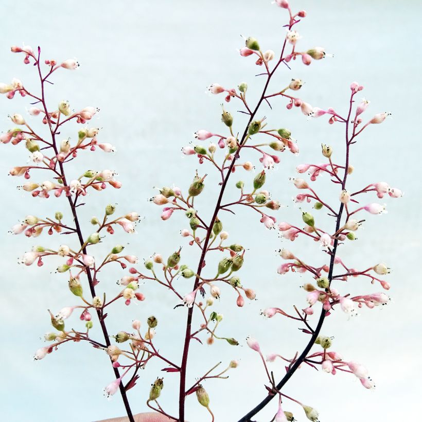 Purppurakeijunkukka Magnum (Kukinta)