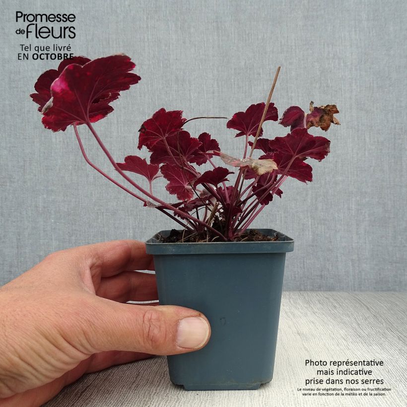 Esimerkki syksyllä toimitetusta Tarhakeijunkukka Midnight Rose 8/9 cm taimiruukku-taimesta