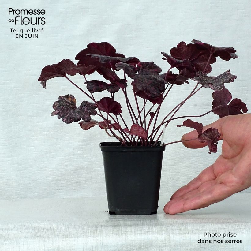 Esimerkki kesällä toimitetusta Tarhakeijunkukka Midnight Rose Taimiruukku 8/9 cm-taimesta