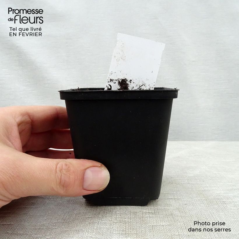 Esimerkki talvella toimitetusta Tarhakeijunkukka Mint Julep Godet de 8/9 cm-taimesta
