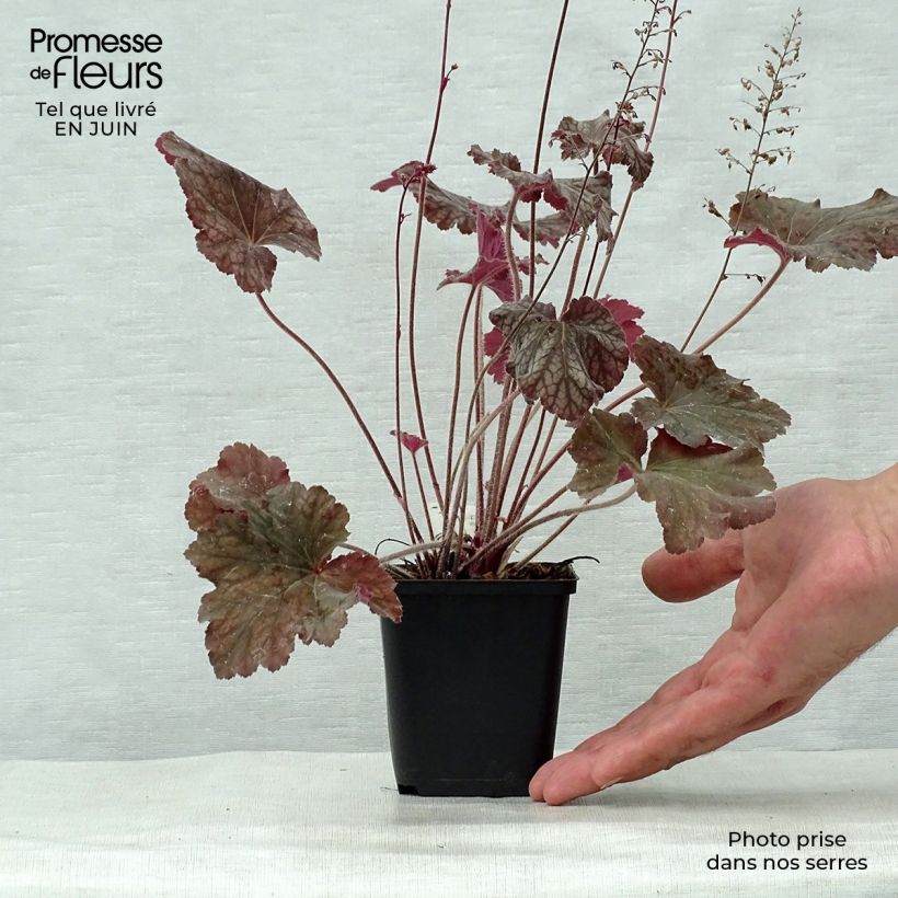 Esimerkki kesällä toimitetusta Tarhakeijunkukka Pinot Noir Godet de 8/9 cm-taimesta