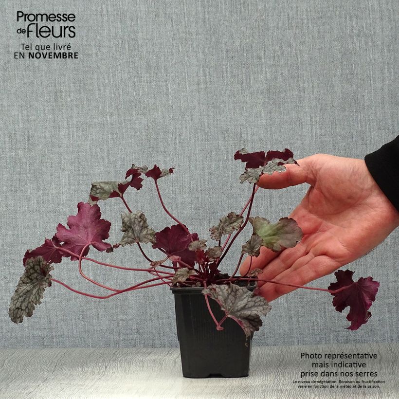 Esimerkki syksyllä toimitetusta Tarhakeijunkukka Plum Pudding 8/9 cm taimiruukku-taimesta