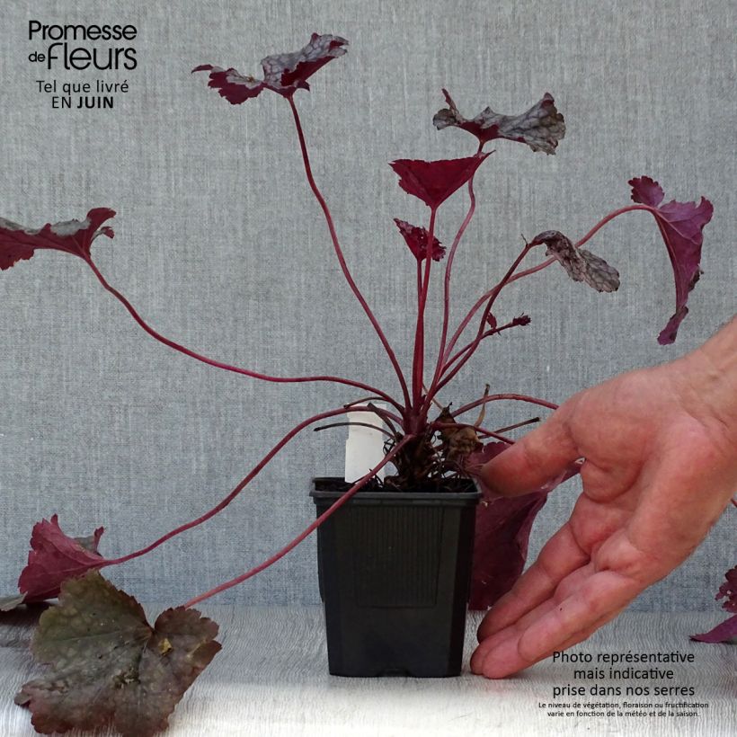 Esimerkki kesällä toimitetusta Tarhakeijunkukka Plum Pudding Taimiruukku 8/9 cm-taimesta