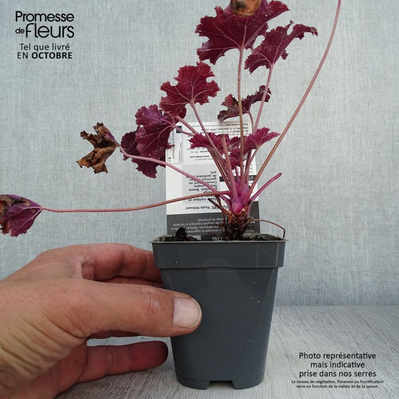 Esimerkki syksyllä toimitetusta Tarhakeijunkukka Purple Petticoats 8/9 cm taimiruukku-taimesta