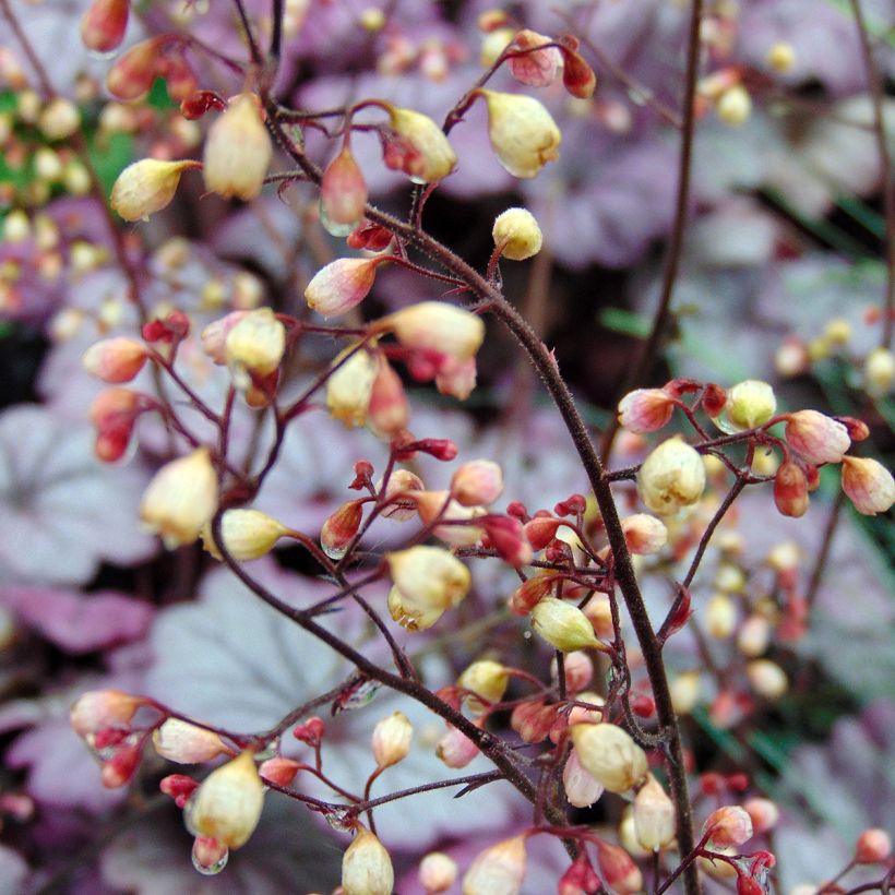 Tarhakeijunkukka Sugar Plum (Kukinta)