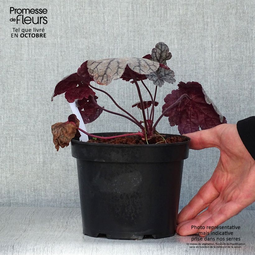 Esimerkki syksyllä toimitetusta Tarhakeijunkukka Sugar Plum 2 litran/3 litran ruukku-taimesta