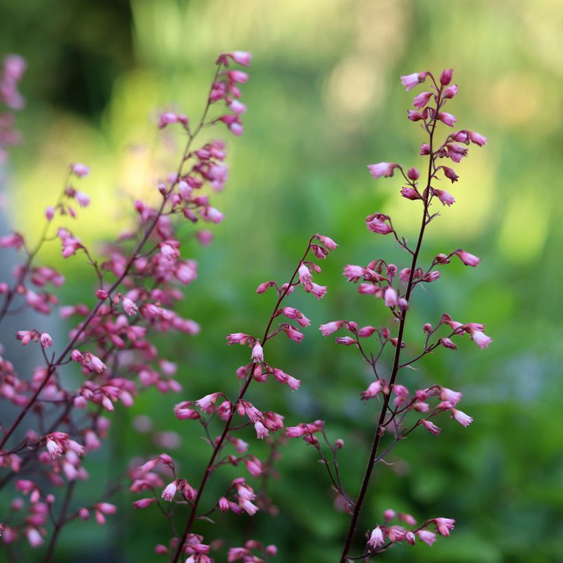 Tarhakeijunkukka Wild Rose (Kukinta)