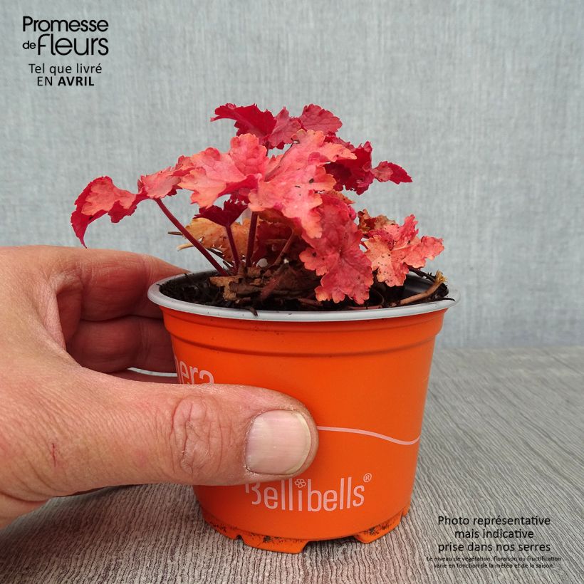 Esimerkki keväällä toimitetusta Tarhakeijunkukka Indian Summer Godet de 8/9 cm-taimesta