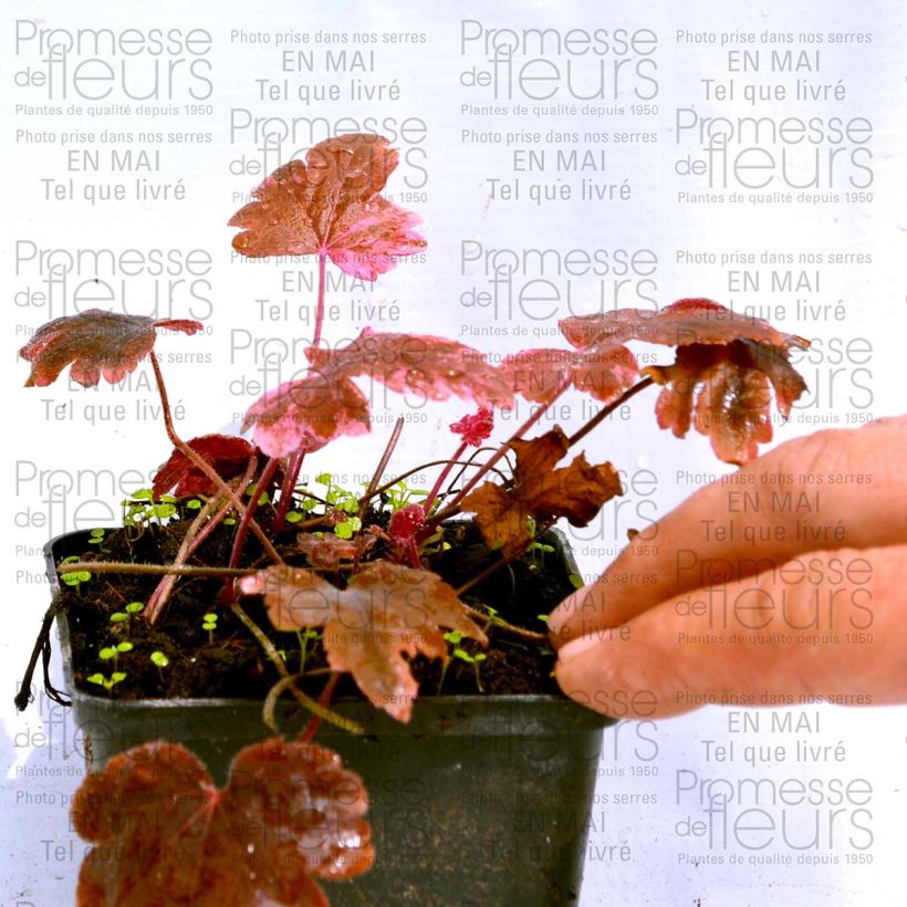 Esimerkki toimitetusta Haltiankukka Berry Fizz Godet de 8/9 cm-taimesta