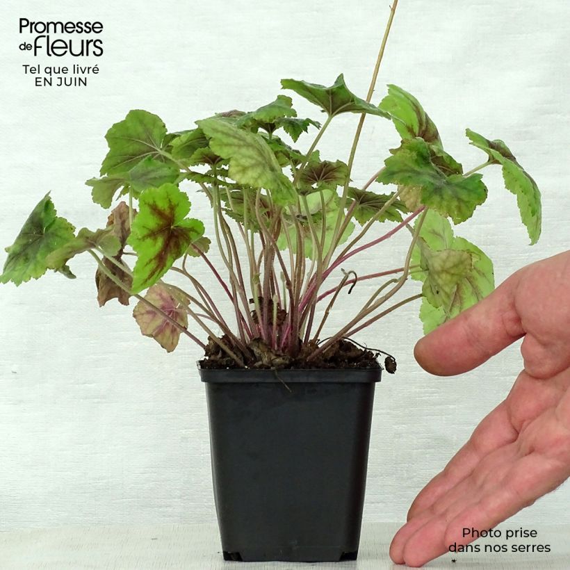 Esimerkki kesällä toimitetusta Haltiankukka Citrus shock Taimiruukku 8/9 cm-taimesta